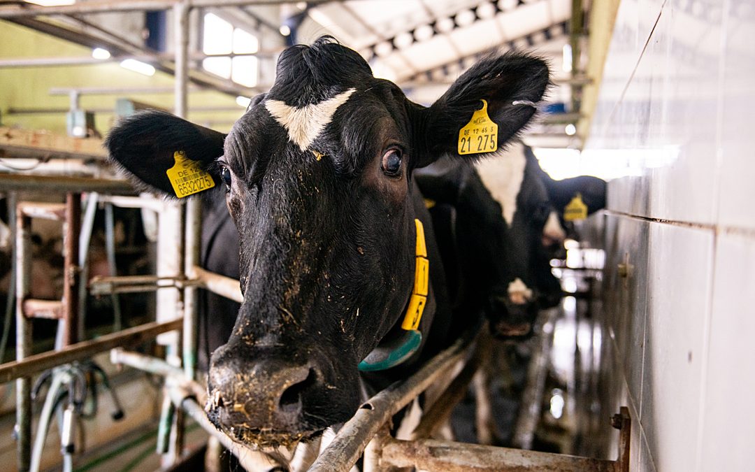 Dairy: a nutritional and sustainable food group or unnecessary and unethical?
