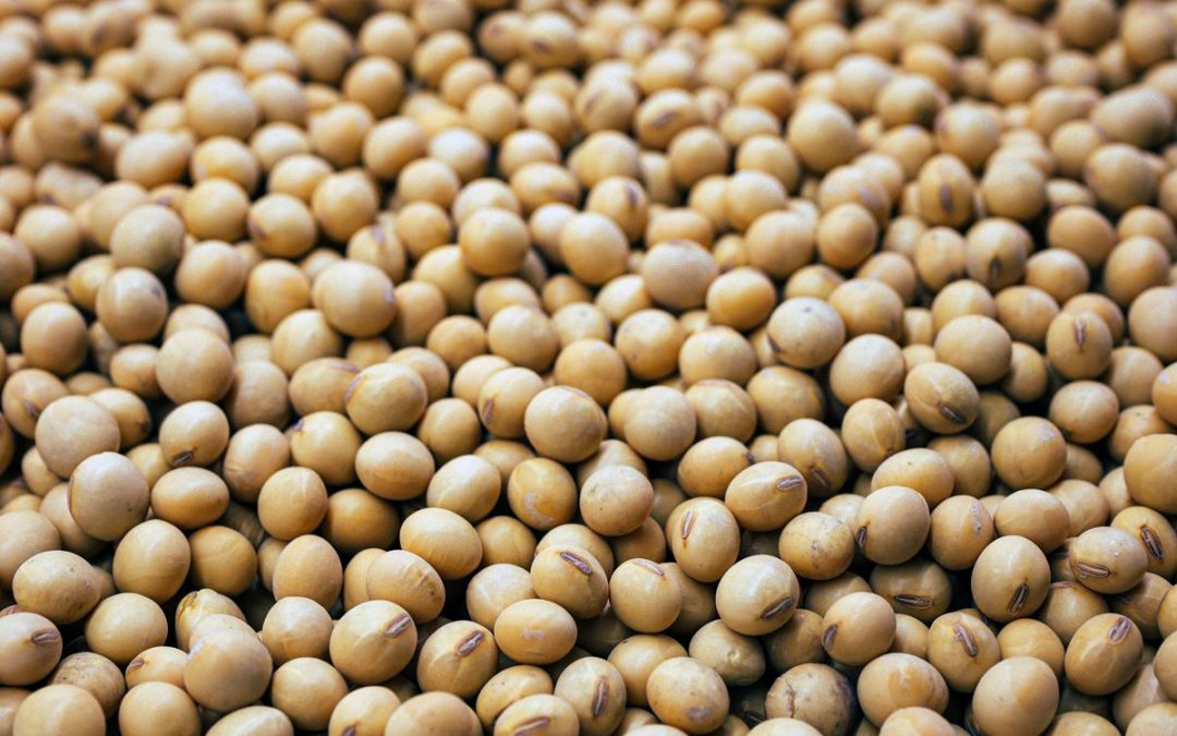 Everything you need to know about soya and health