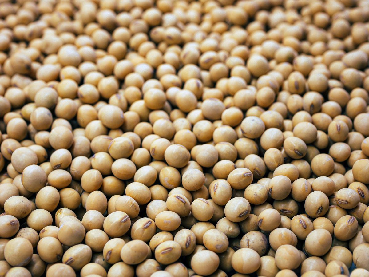 Everything you need to know about soya and health